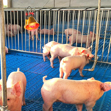 PIGLETS-KLONE-FARMS