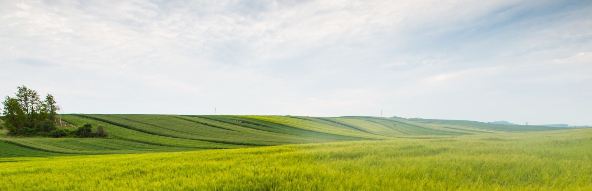 home klone farms